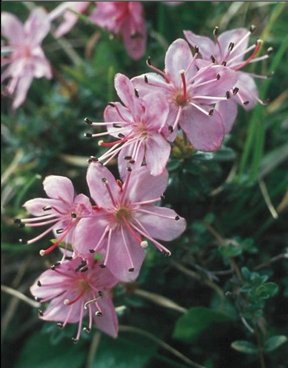 Rhodothamnus chamaecistus / Rodotamno, Rododendro cistino